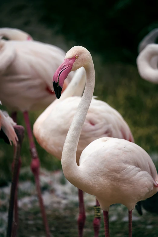 several flamingos standing and eating next to each other