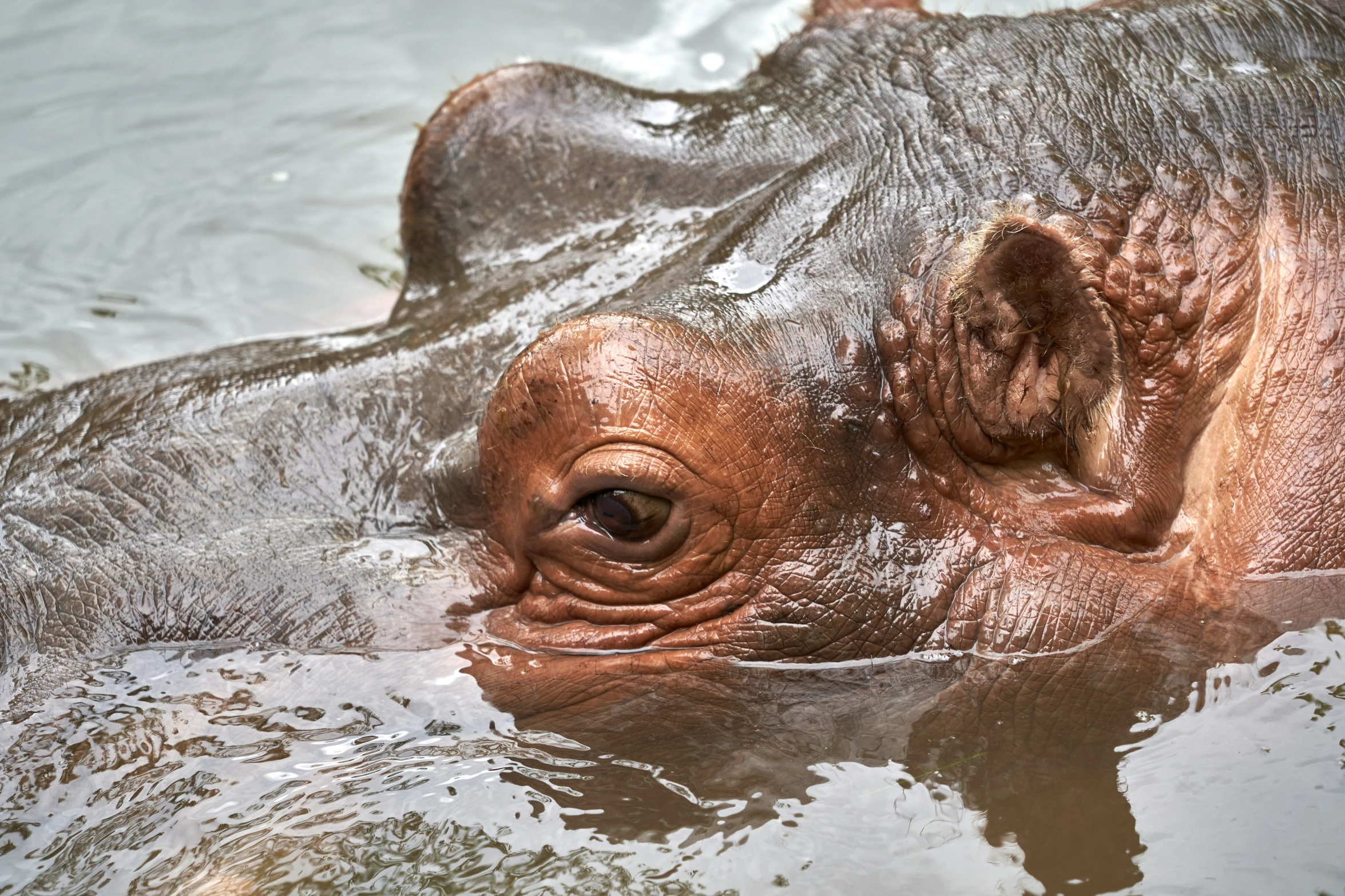 the head and body of an adult hippopotamus, in water