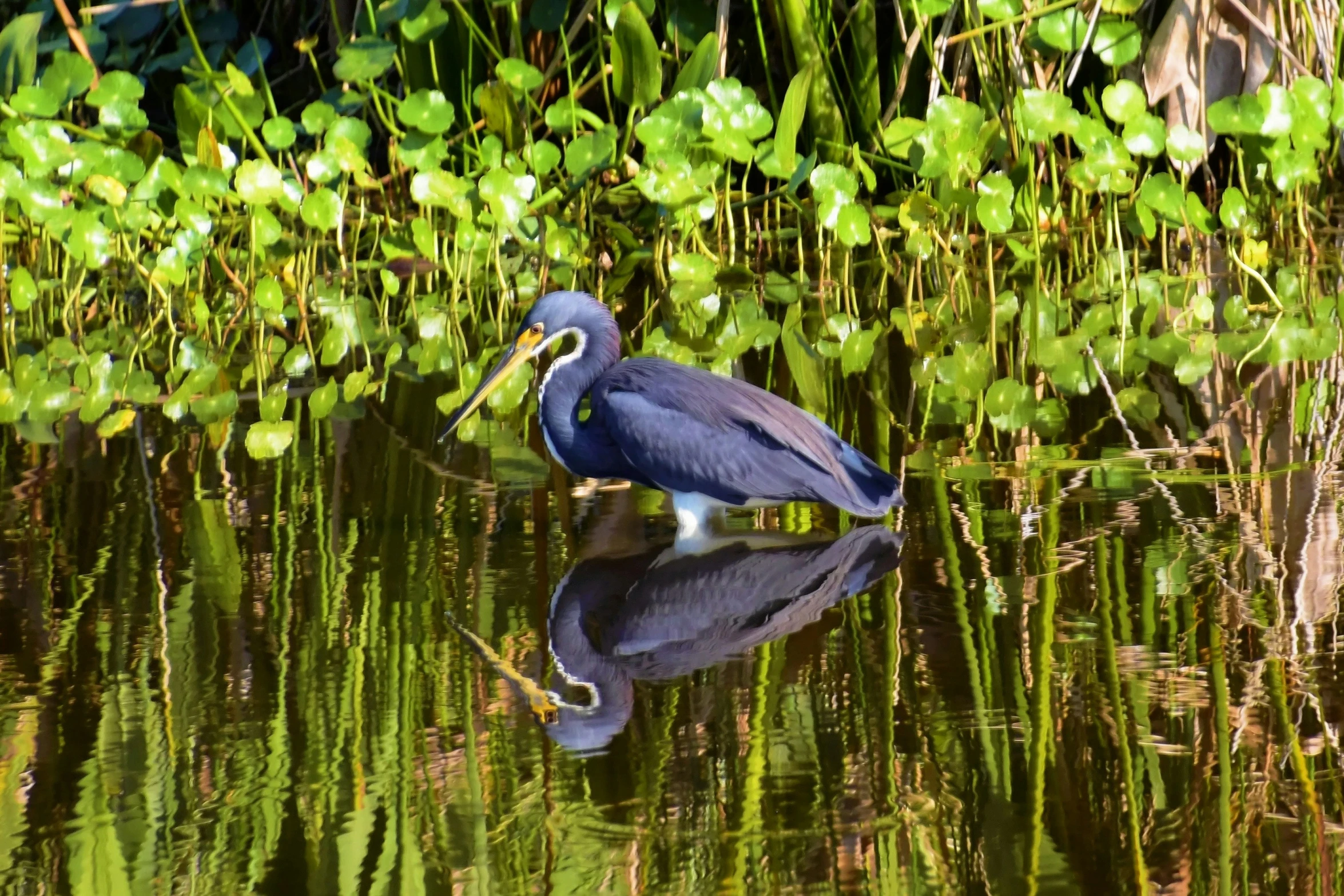 a blue heron perches on a nch and watches the water