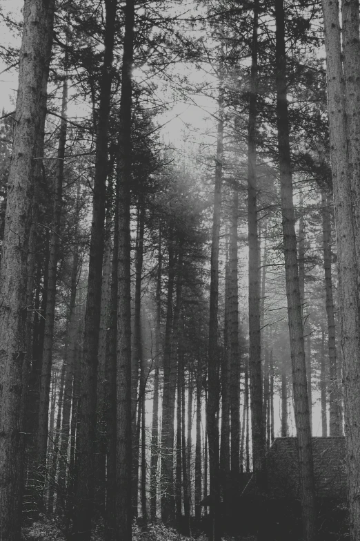 black and white pograph of a forest