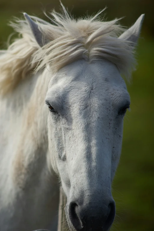 the horse has white manes on it's head