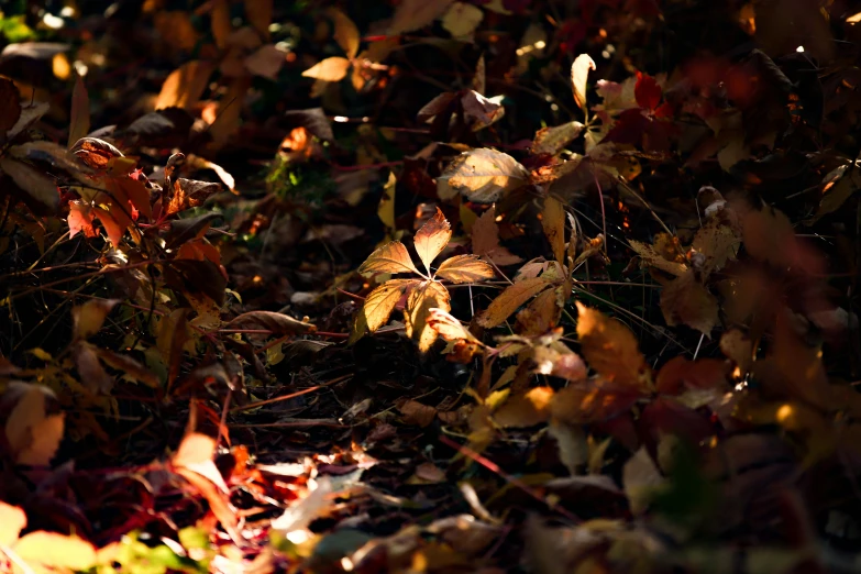 a pile of leaves laying on the ground next to a street sign