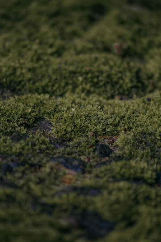 green moss on top of a grassy patch