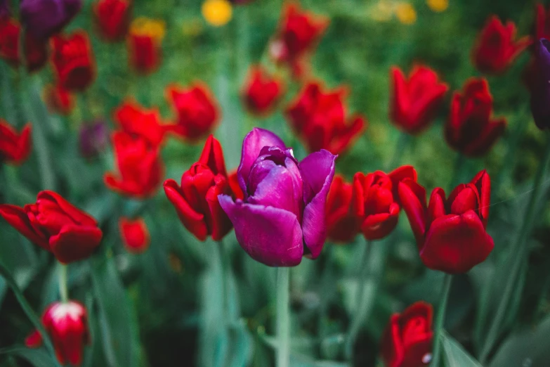 an array of red and purple flowers