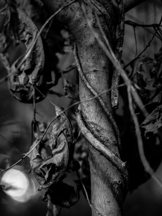 a black and white po of a vine