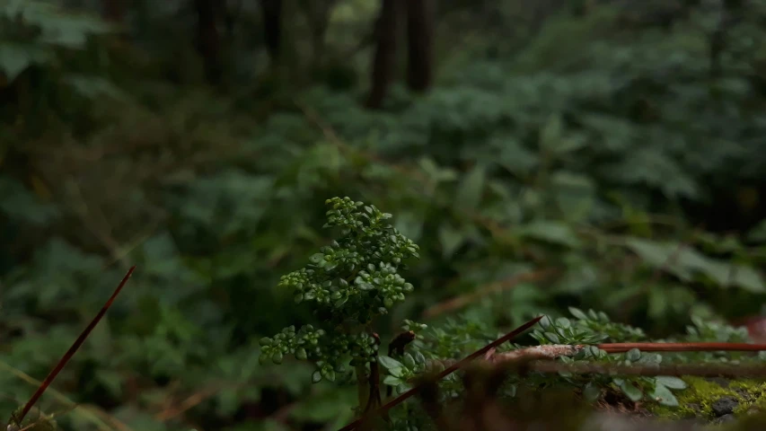 a green tree with many leaves and trees around it