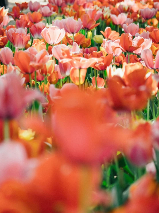 a field full of orange and pink flowers