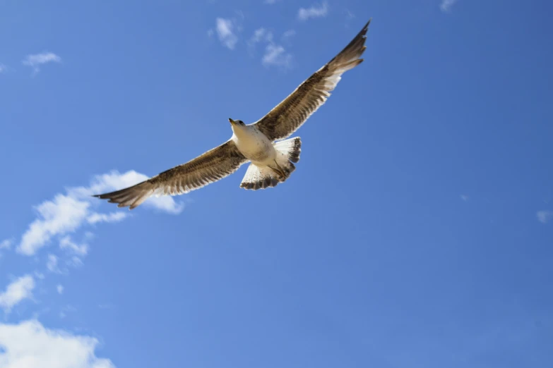 an image of a bird that is flying