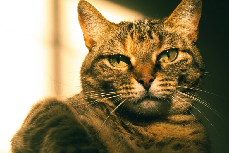 a brown and black cat with green eyes