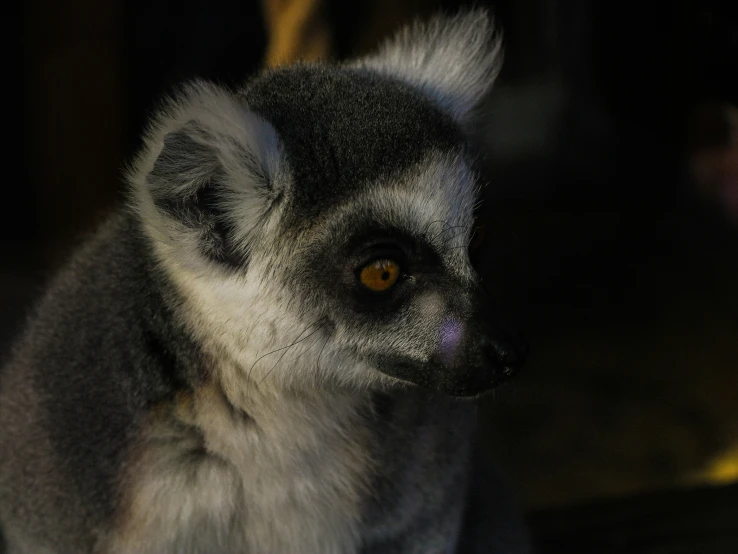 this is a close - up po of a small gray and white ruffed lemur