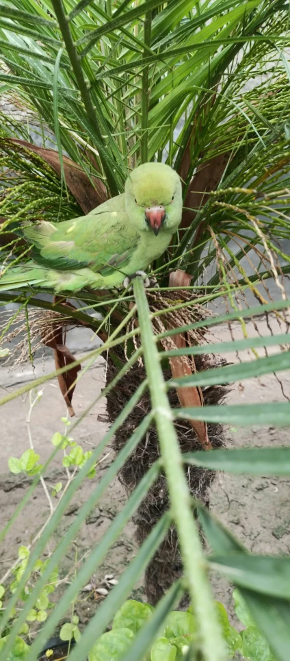 a green parrot sitting on top of a palm tree