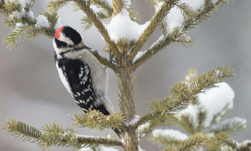 there is a small bird that is sitting on the nches of a tree