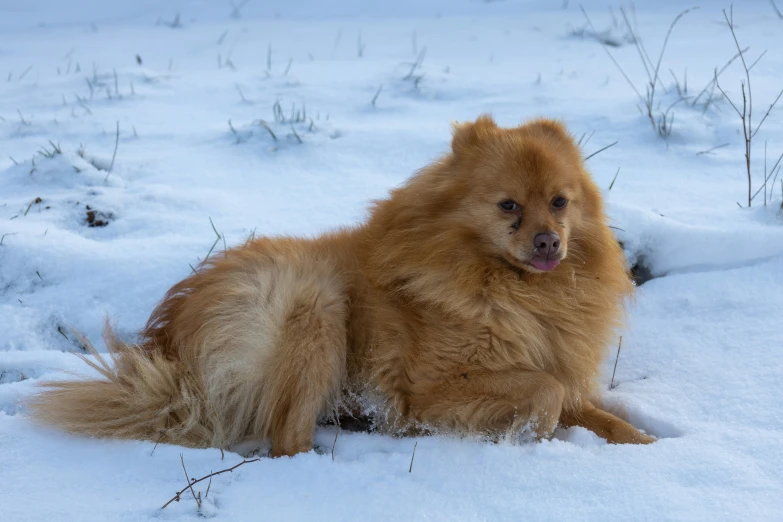 a very furry dog sitting in the snow