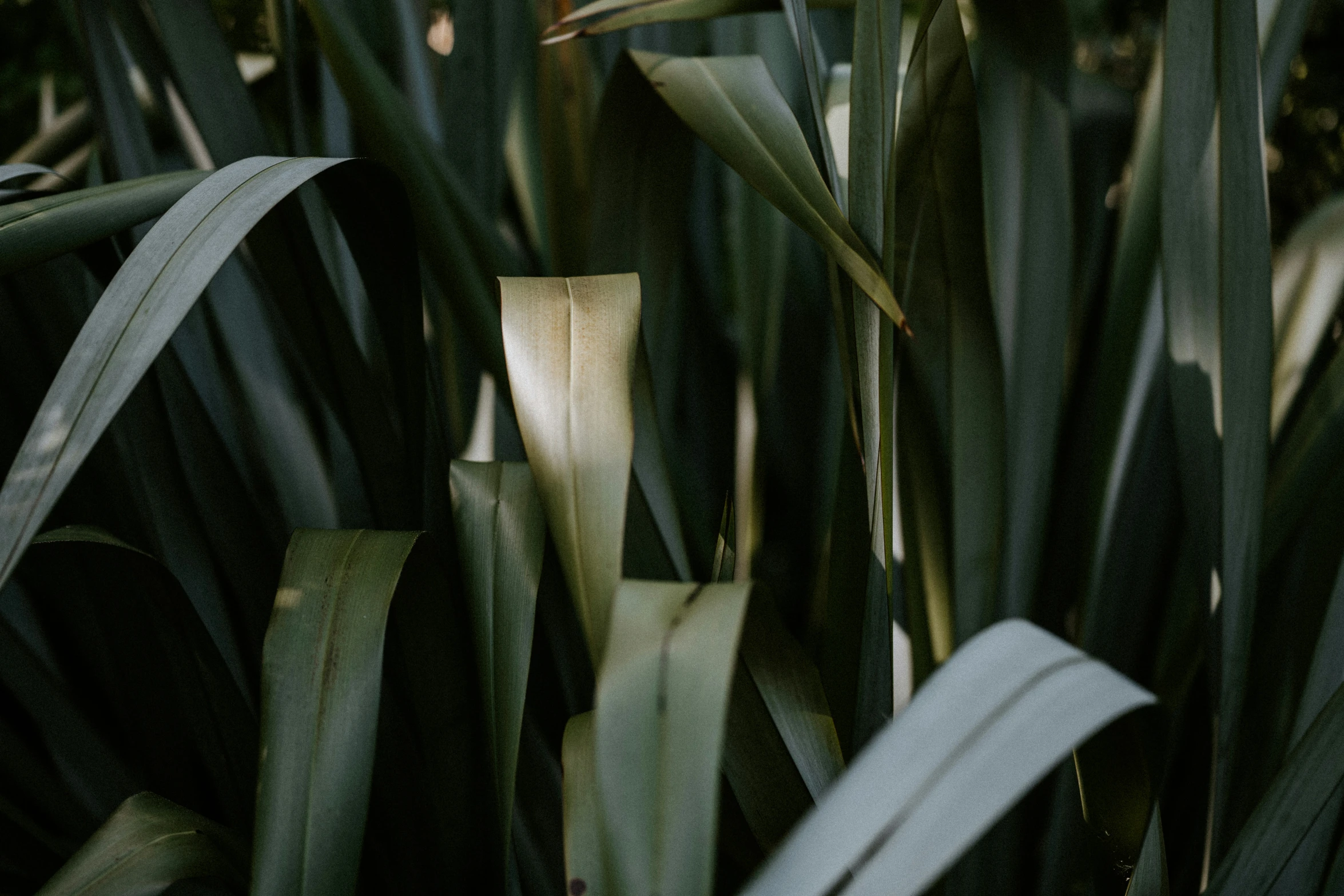 some very pretty green leaves by the side