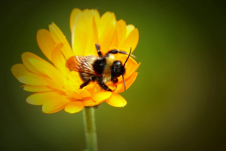 a bee with its eyes closed and antennae turned to look like he is in motion