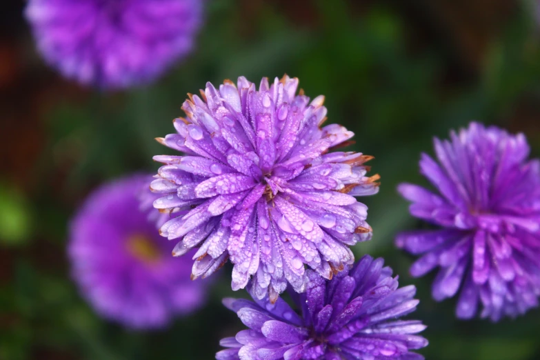 some purple flowers with rain drops on them