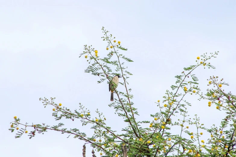 a small bird is perched on a leafy tree
