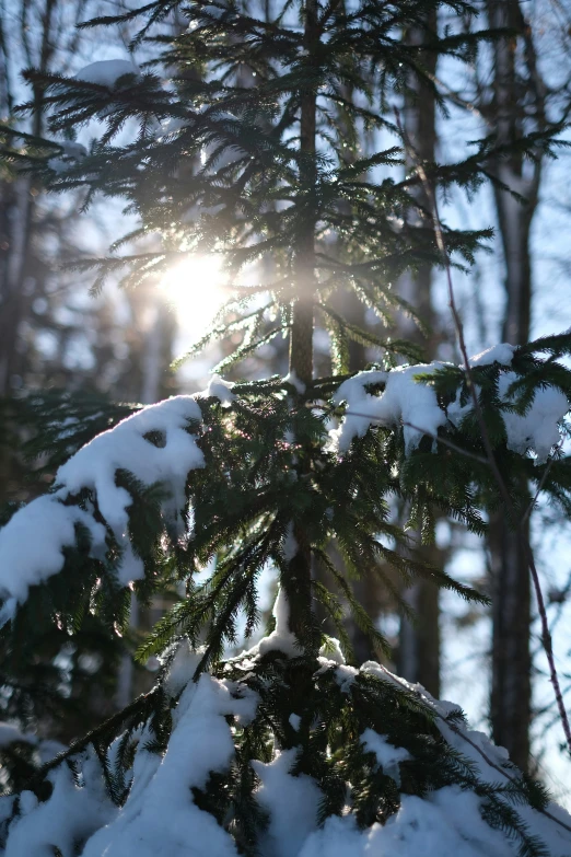 sunlight peeking through the trees in a snowy area