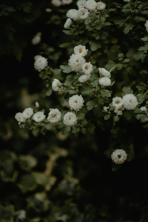 some white roses in a bush near a building