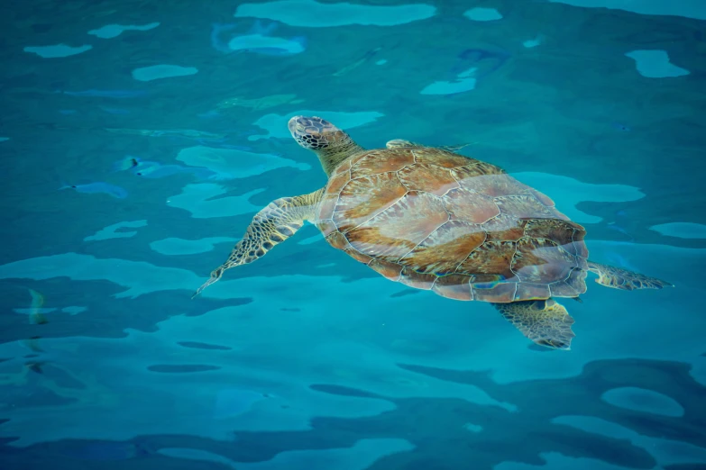 a turtle swimming in a pool of water