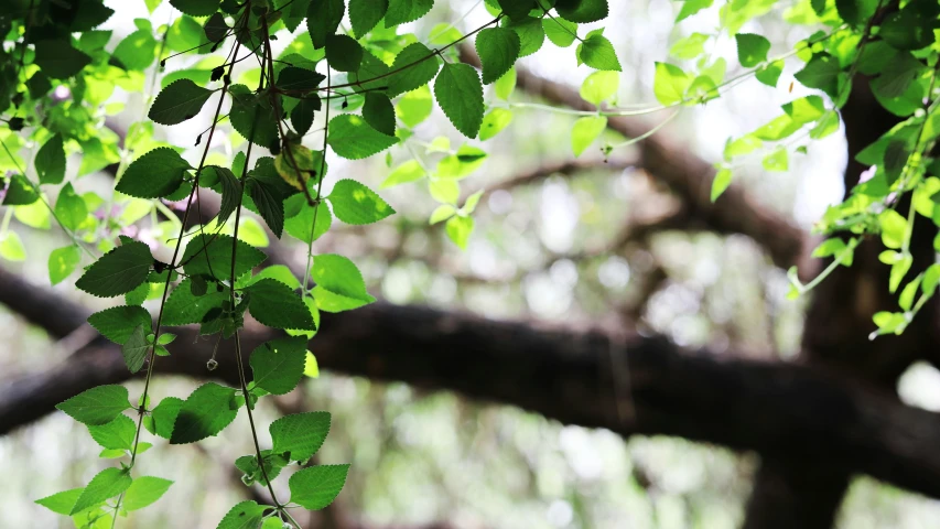 the nches are covered with green leaves as if they were in a forest