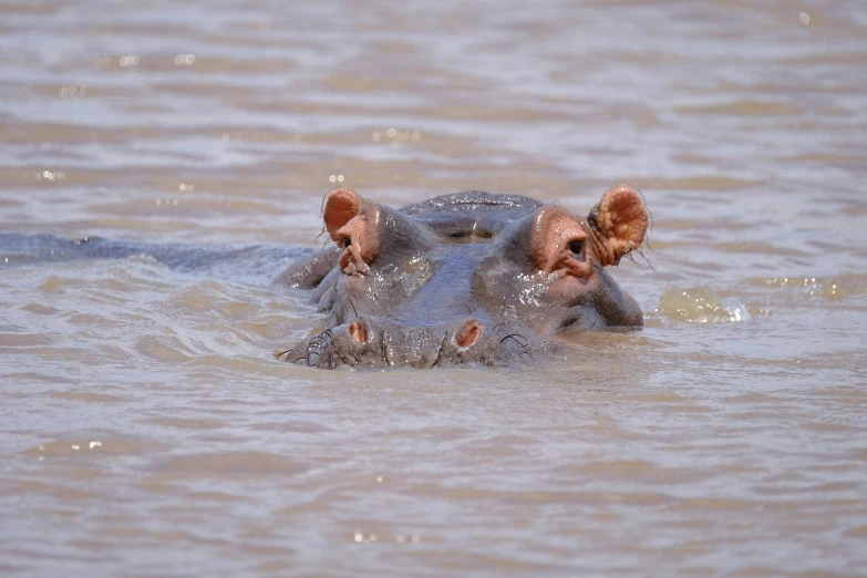 the hippo is swimming through the water