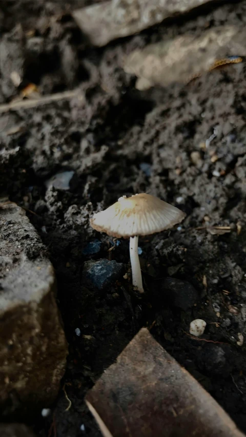 there is a small white mushroom in the dirt