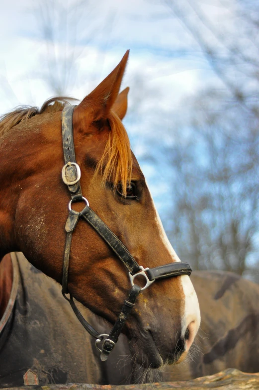 a horse standing next to another horse near a log