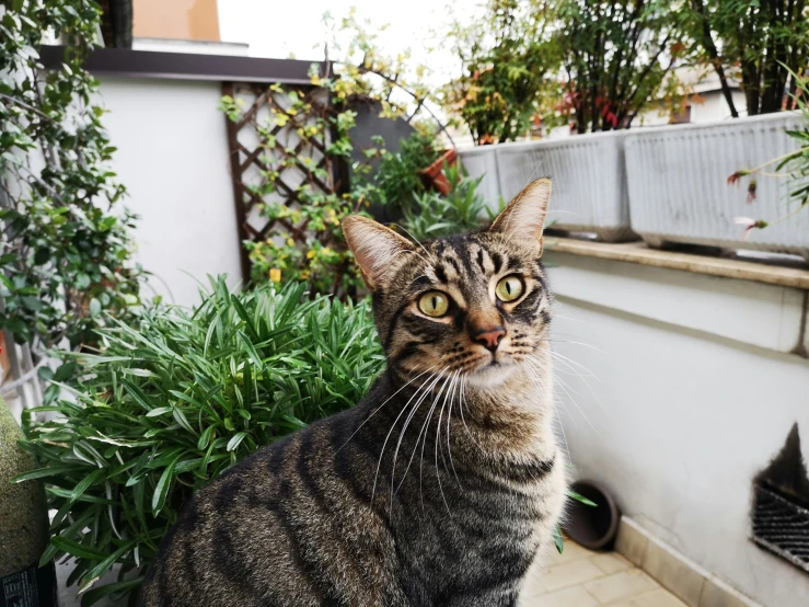 a cat sits on the floor in front of a house