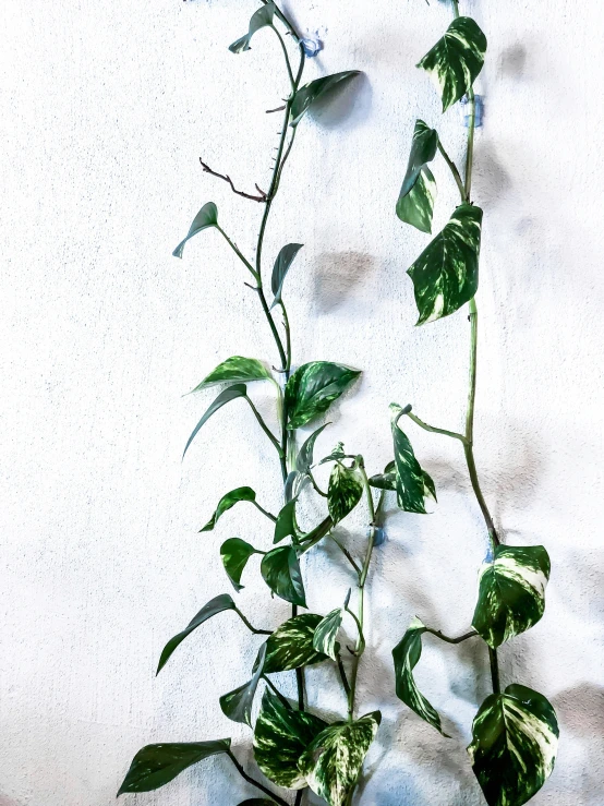 the plant is leaning against the wall, on which it has three leaves