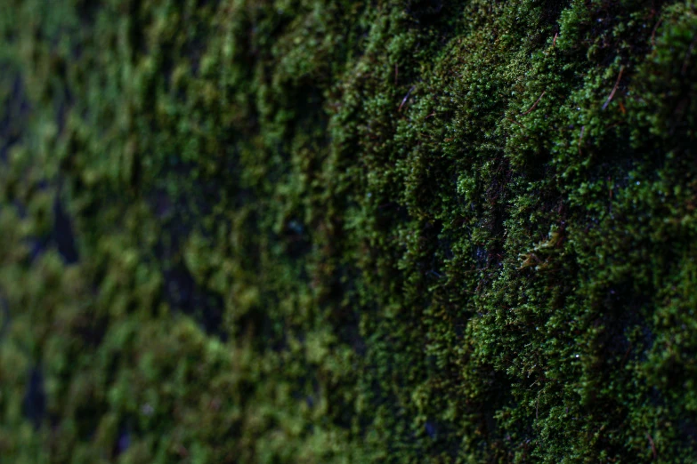 the side view of a green mossy surface