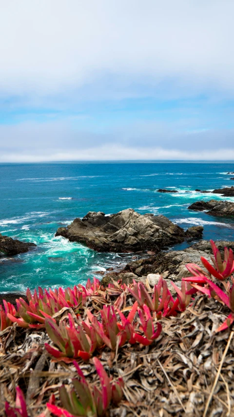 several red flowers next to the ocean on a hill side