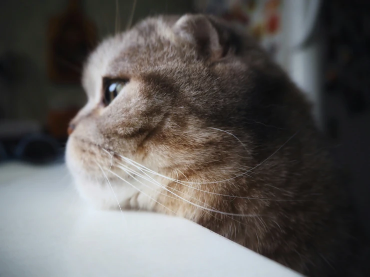 a close up of a cat on the ground looking into the distance