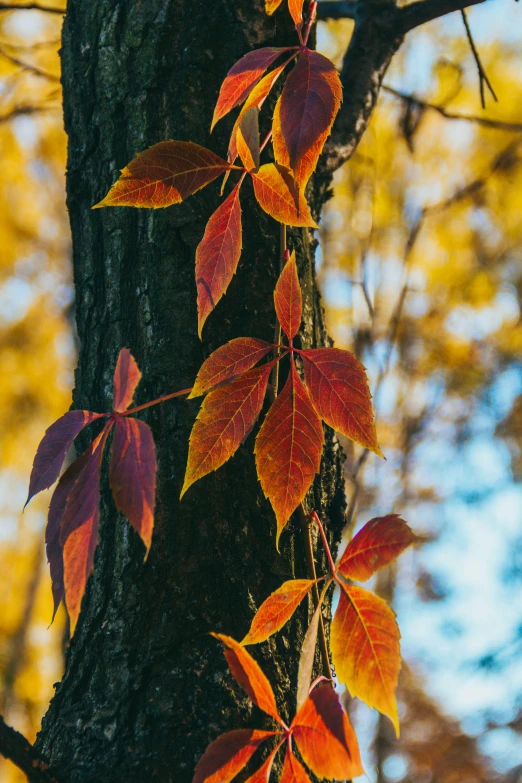 a tree has some red leaves hanging from it