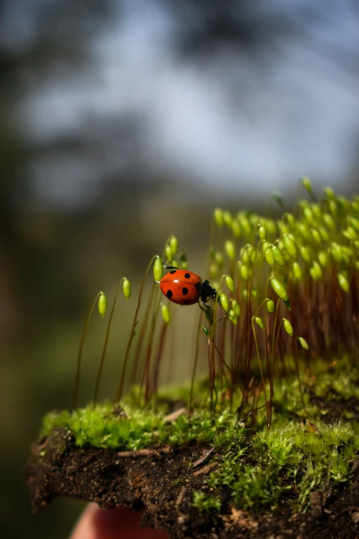 someone holding a tiny red ladybug on top of green moss