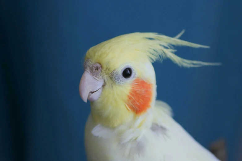 the yellow bird is standing near the blue wall