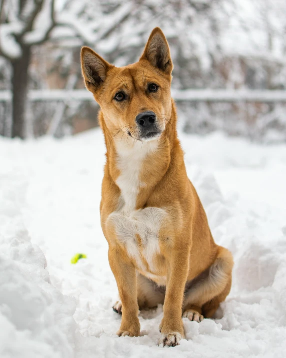 a small dog sitting on the ground in the snow