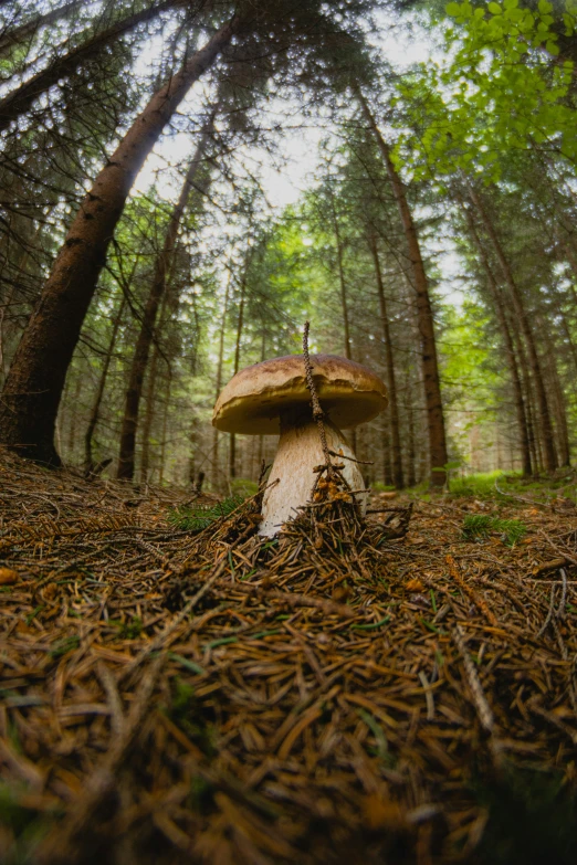 the forest is full of green pine needles and mushrooms