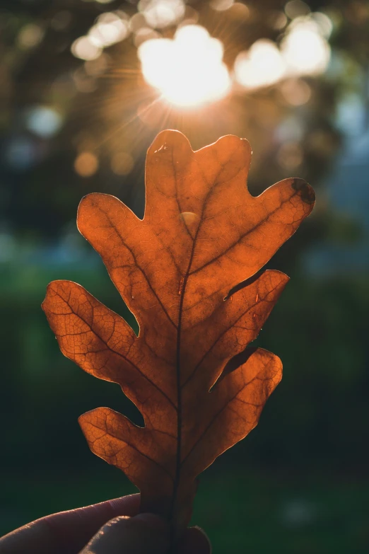 the fall leaf has a bright sunbeam