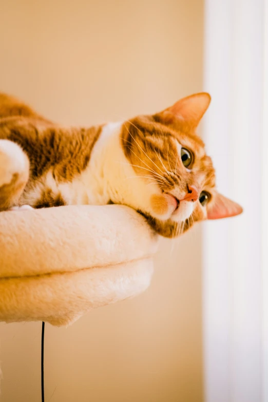 a cat sitting on top of a scratching board