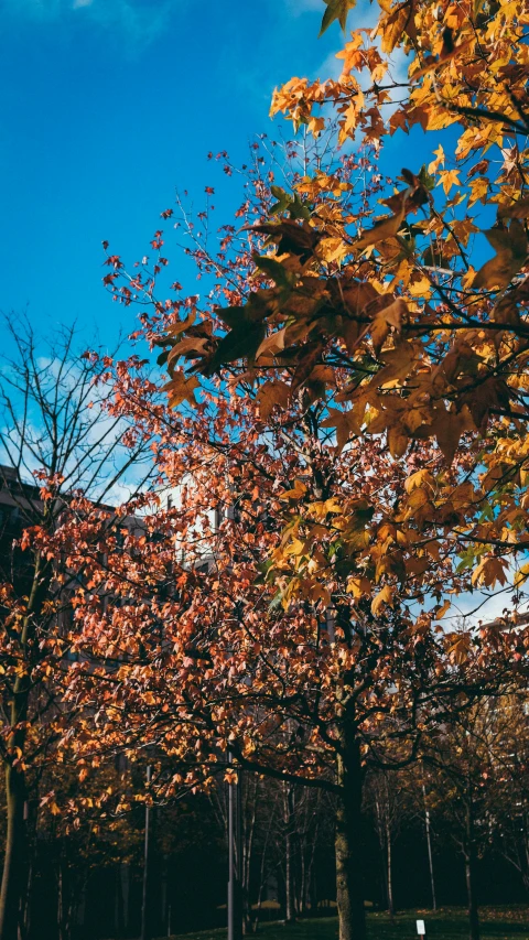 a couple of trees that are next to each other