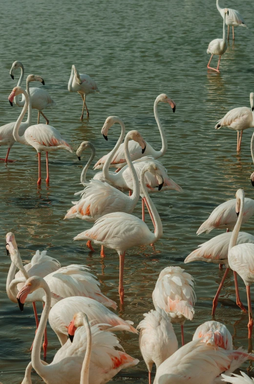 a large group of flamingos standing on top of a lake