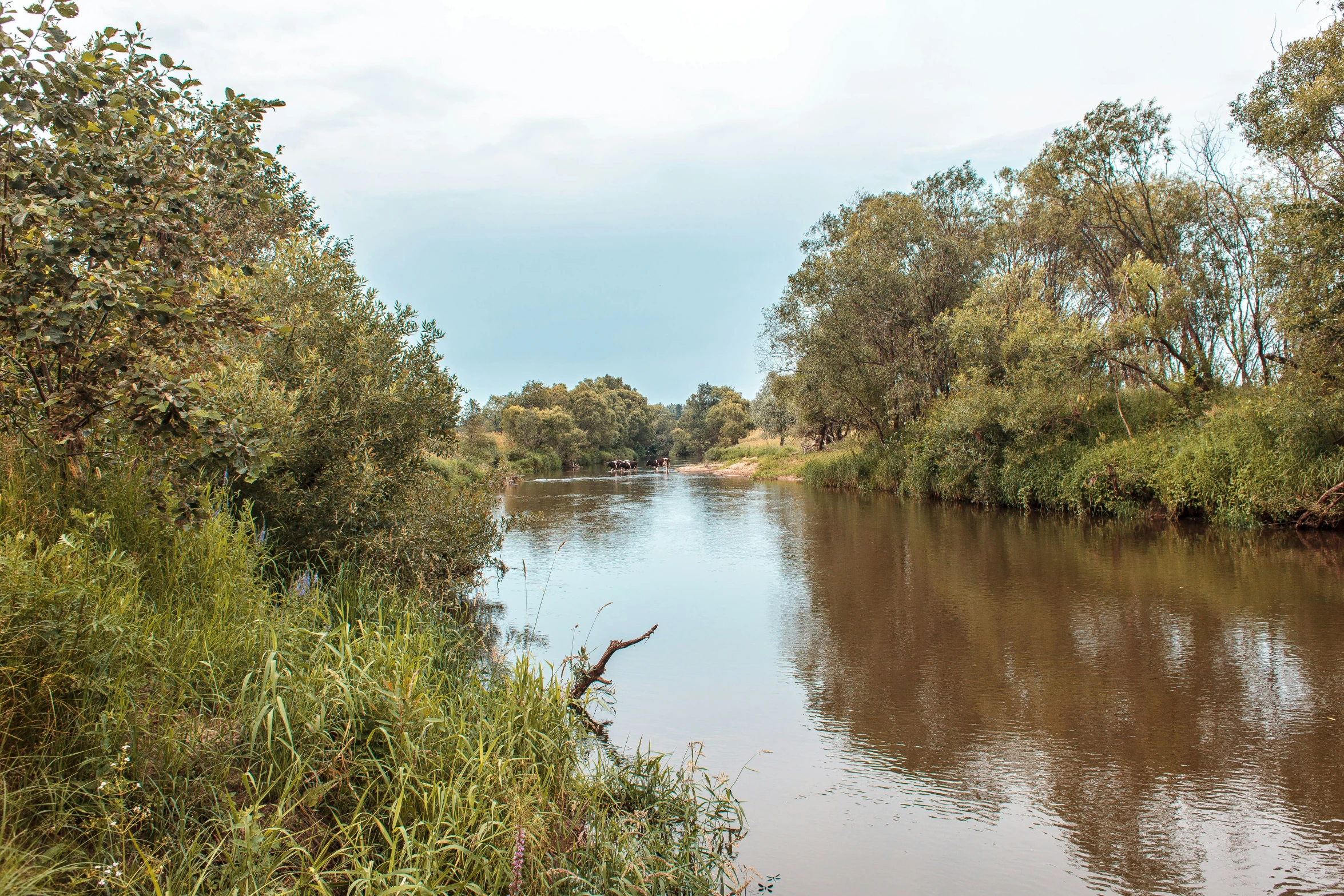 a body of water near some green trees and bushes