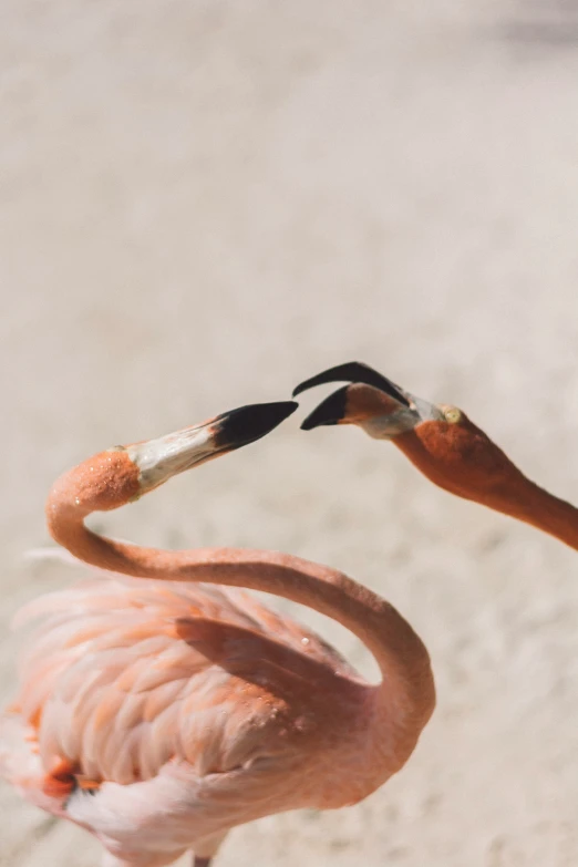 an adult flamingo with an open bill and two offspring