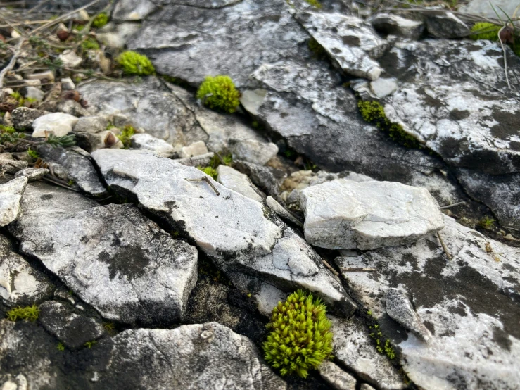 a rock area with a bunch of small plants growing out of the rocks