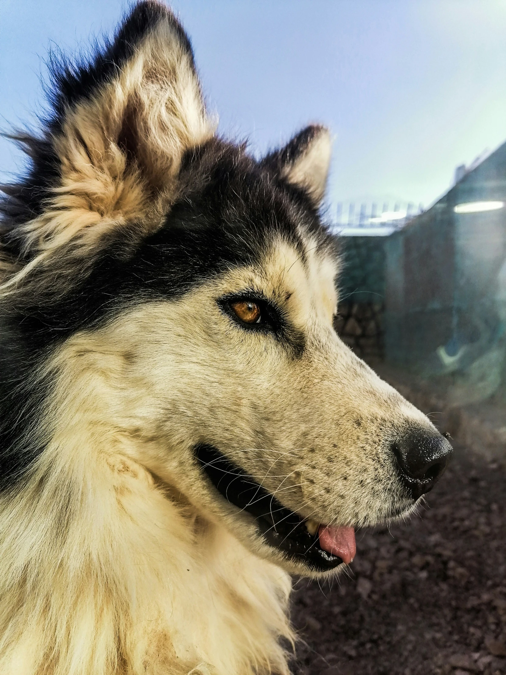 a large black and white dog staring outside