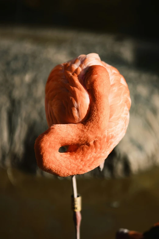 an orange flamingo is poking it's head in water