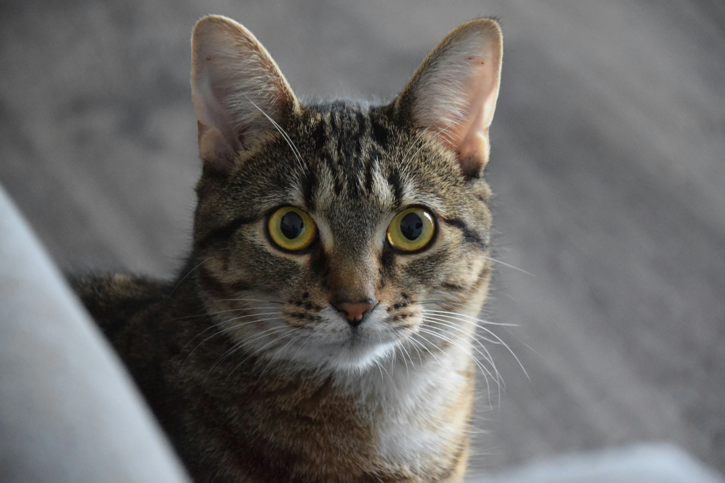 a cat sits staring while standing in the sun