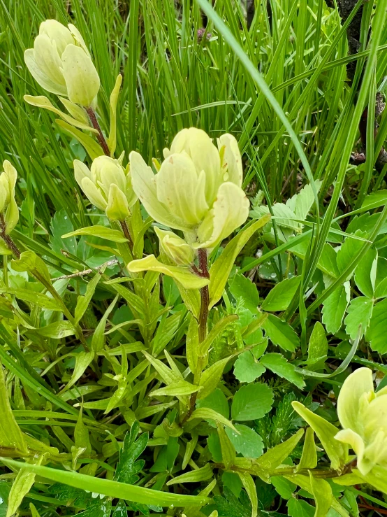 some yellow flowers are growing in the grass