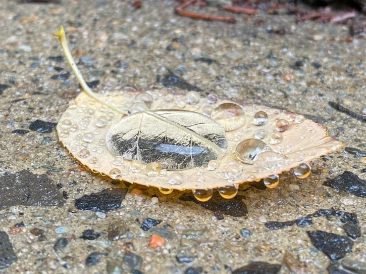 a brown leaf with some drops of water on it
